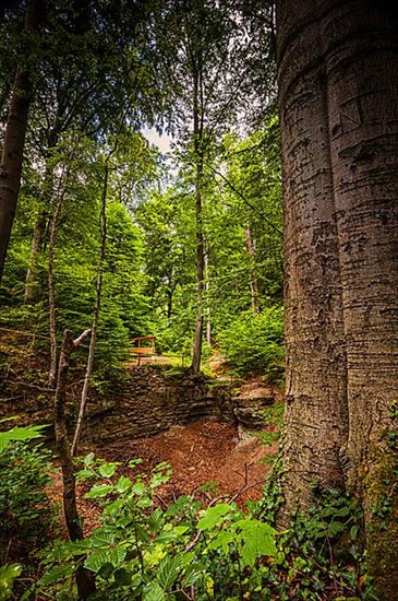 View of the Burschenplatz in the mixed forest above Jena, Jena