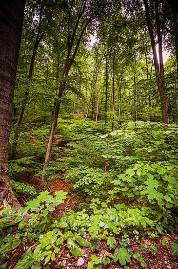 Mixed forest in Thuringia above Jena, Jena