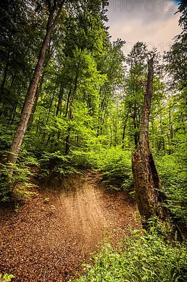 Mixed forest in Thuringia above Jena, Jena