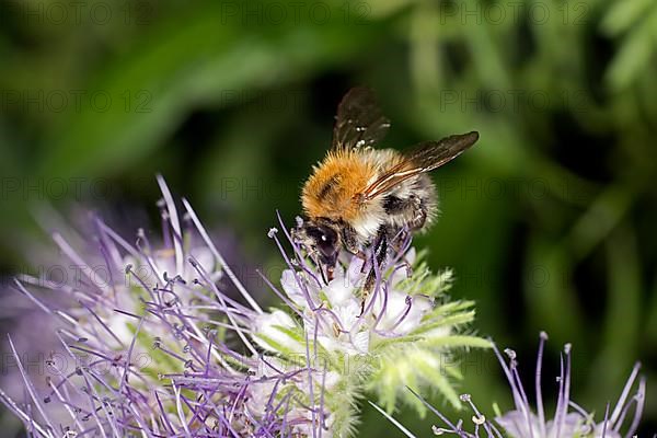 A early bumblebee,