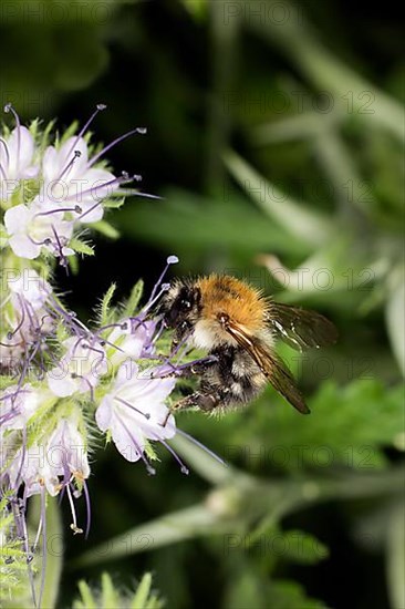 A early bumblebee,