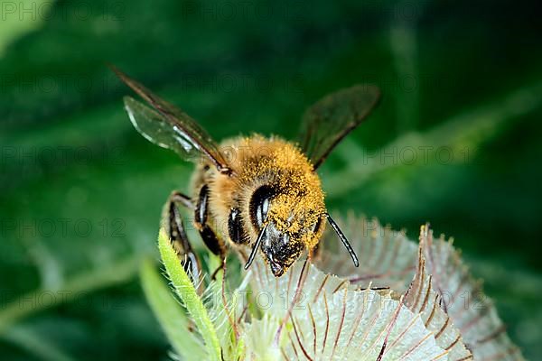 A honey bee,