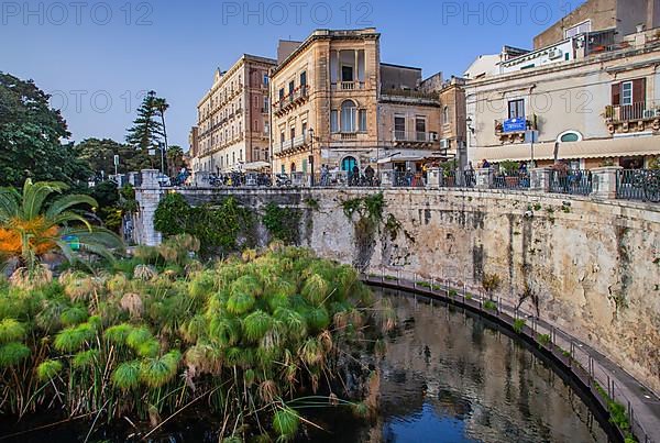 Fonte Aretusa spring with papyrus plants in front of the old town, Syracuse