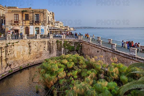 Fonte Aretusa spring with papyrus plants in front of the old town, Syracuse