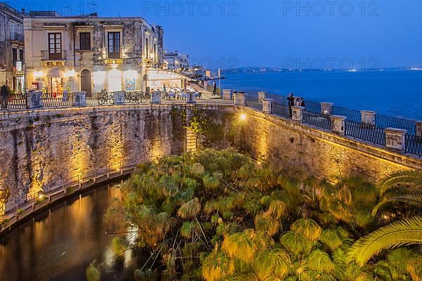 Fonte Aretusa spring with papyrus plants in front of the old town at dusk, Syracuse