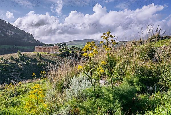 Spring landscape with the temple of Segesta, Calatafimi