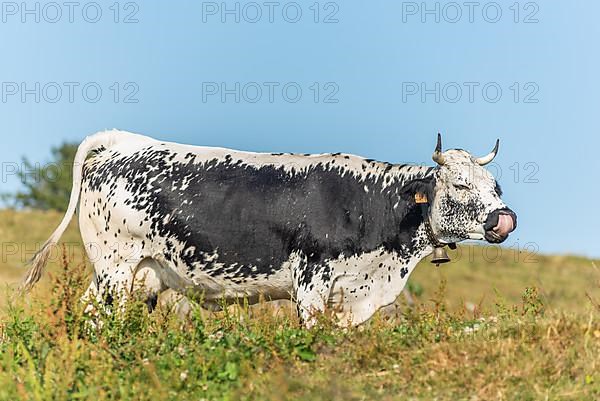 Cows of Vosges breed potrait in pasture in mountain. Alsace, Vosges