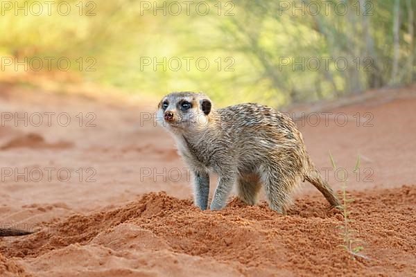 Young meerkat,