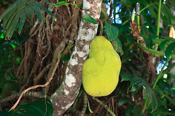 Jackfruit tree,