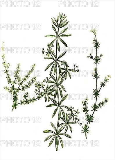 Aparina aspera, quarifolia and levis stellata