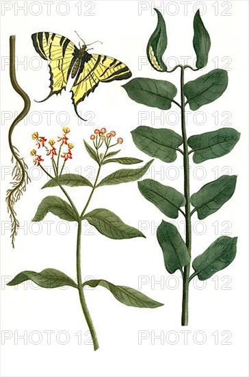 Venetian dogbane, Apocynum venetum