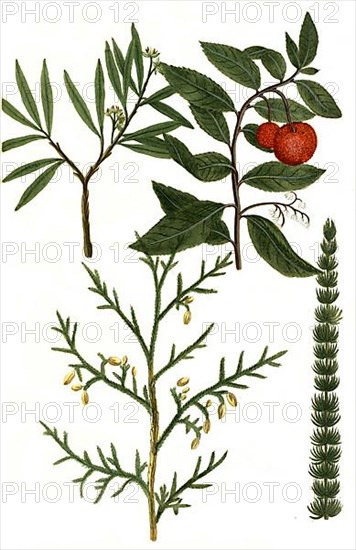 A. Arbor Africana vesicara. b. Arbor vitae, Arbore de parady Madre. Tree of life. c. Arbuscula