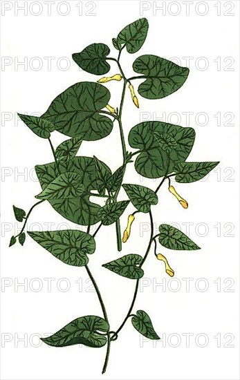 Aristolochoa longa vera, Long-horned root and clematis