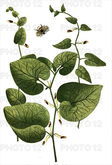 Rotunda vera, round hollow root and Aristolochia longa vulgaris and Aristolochia pistolochia dicta