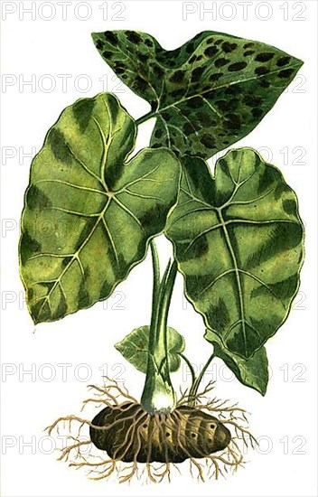 Nigrum, common arum