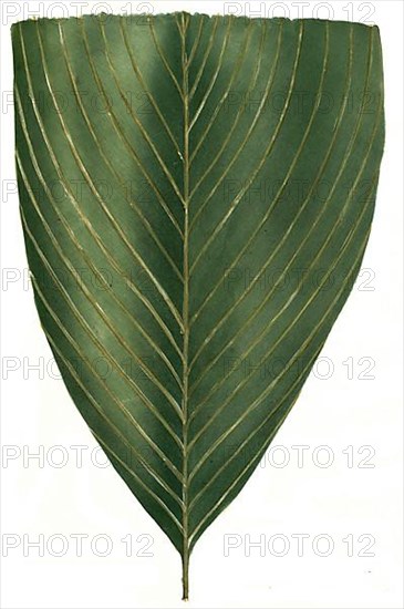 Arum hederaceum foliis rigidis et scutatis, synonym of Philodendron hederaceum