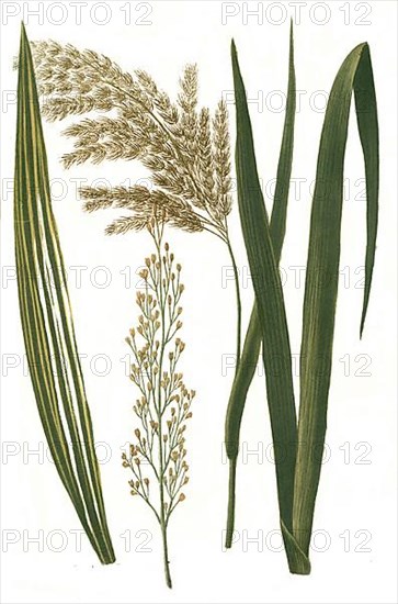 Arundo common reed,