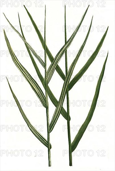 Arundo pratensis and Arundo pratensis variegata, Historic