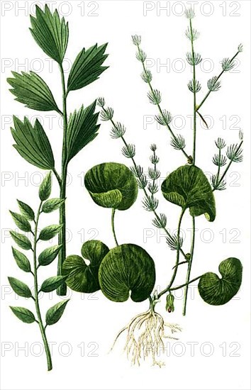 Asa foetidia, Devil's Dirt and Asa foetida frutex