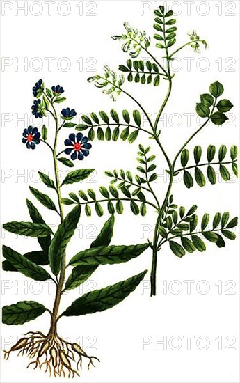 Asteroides americana nodosa milkvetch,