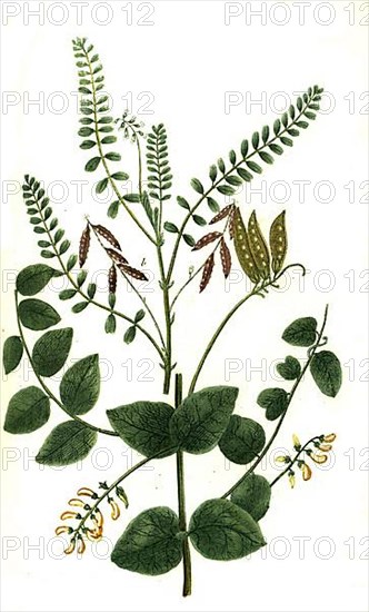 Sylvestris major and Astragalus anuus peregrinus vel sera leguminosa, plant genus in the milkvetch