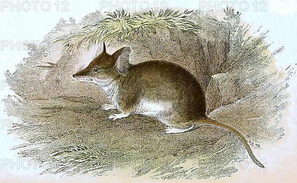 Cape hamster rat, Saccostomus campestris