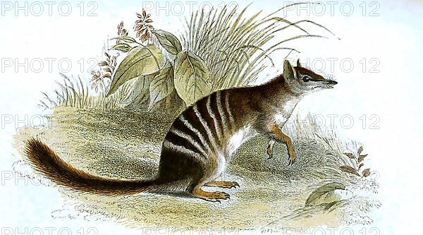 Numbat,