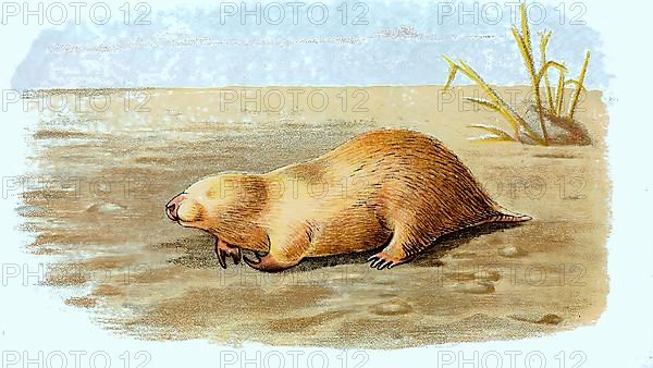 Southern marsupial mole,