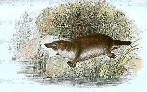 Platypus,