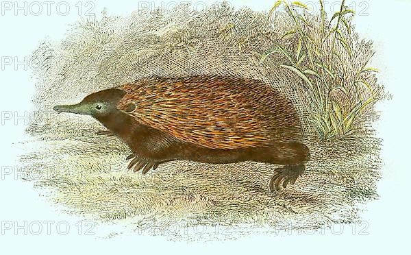 Short-beaked echidna,