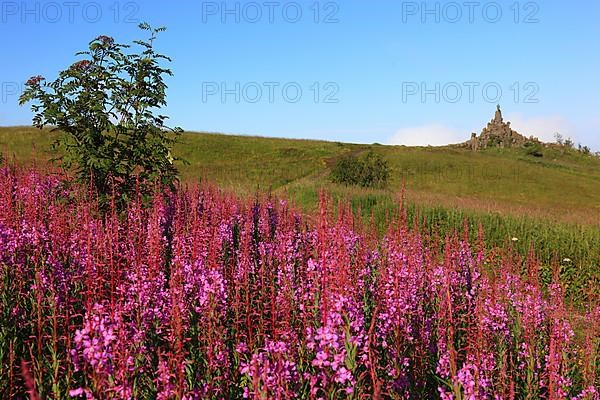 Landscape with flowering orrises at the Wasserkuppe, Fulda County