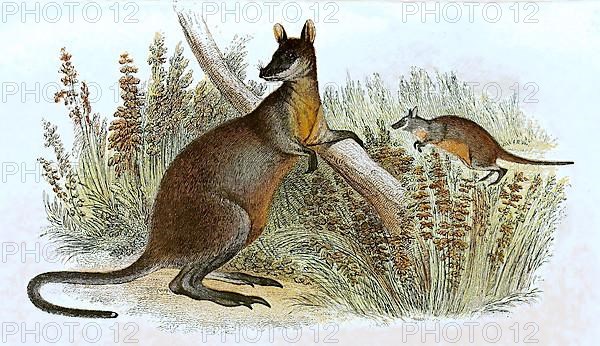 Swamp wallaby,