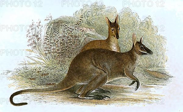 Red-necked wallaby,