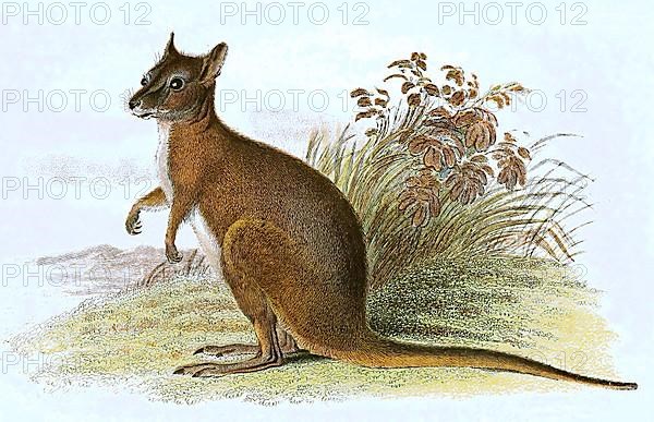 Derby wallaby,