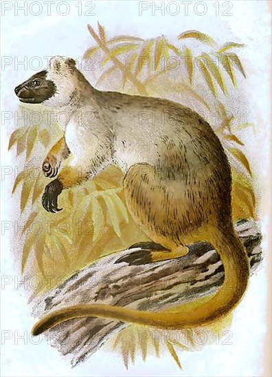 Bennett's tree-kangaroo,