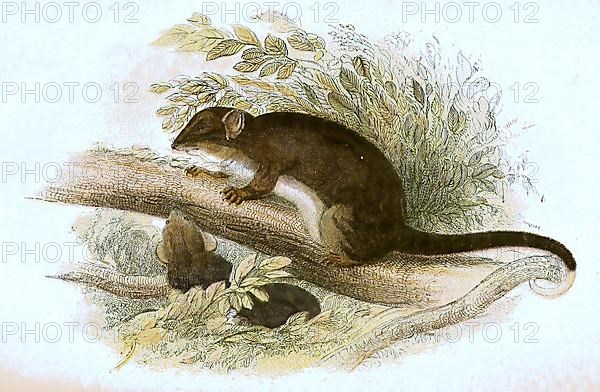 Tasmanian ring-tailed phalanger, digitally restored reproduction of a 19th century original