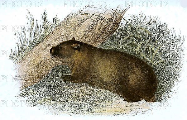 Common wombat,