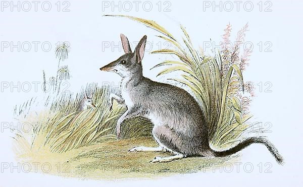 Greater bilbies,