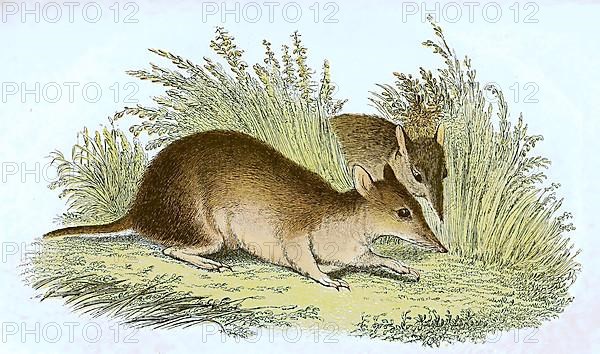 Long-nosed bandicoot,