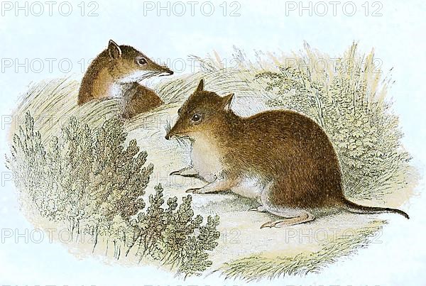 Large southern brown bandicoot,