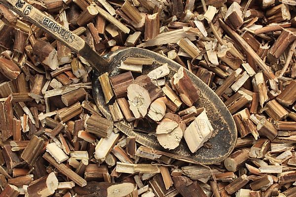 Dried herb of the medicinal plant Perilla,