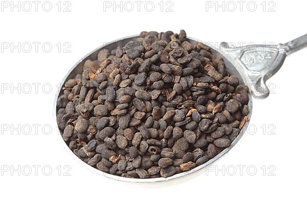 Medicinal plant Malay tea fruit, seed