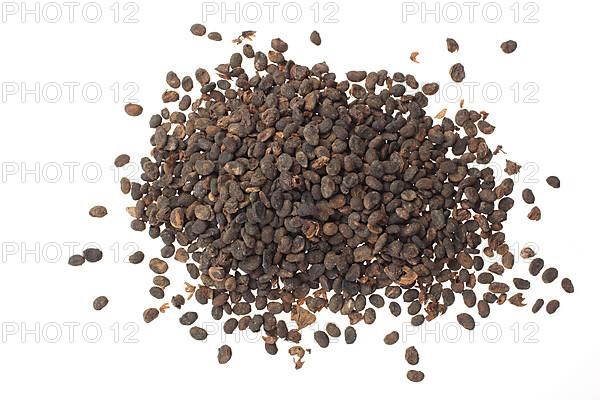 Medicinal plant Malay tea fruit, seed