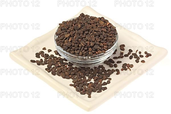 Medicinal plant Malay tea fruit, seed