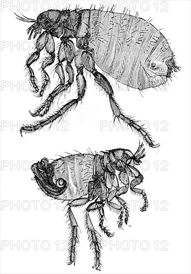 Historical illustration of a dog flea,