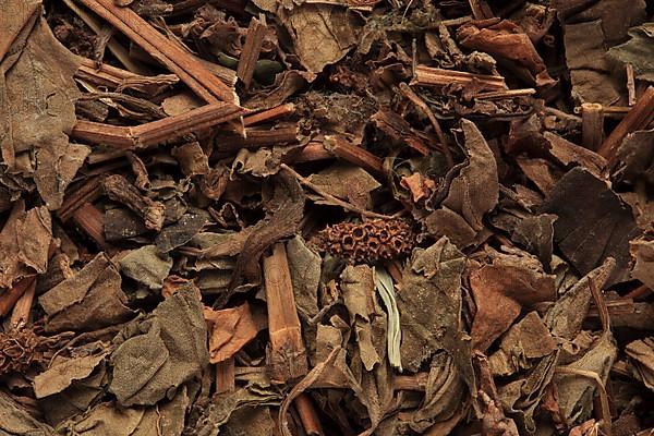 Dried leaves of the medicinal plant Chameleon plant, variegated leaf