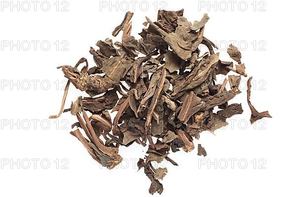 Dried leaves of the medicinal plant Chameleon plant, variegated leaf