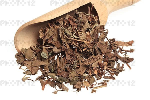 Dried leaves of the medicinal plant Chameleon plant, variegated leaf