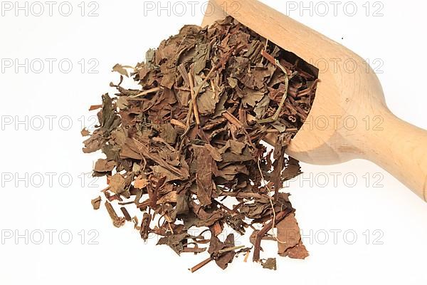 Dried leaves of the medicinal plant Chameleon plant, variegated leaf