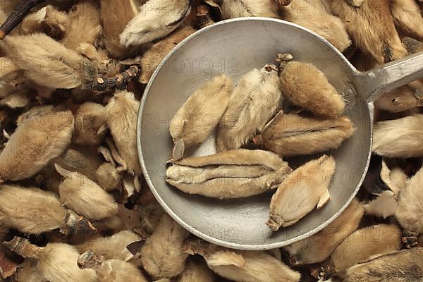 Naturopathy: dried magnolia flowers, Magnolia liliflora